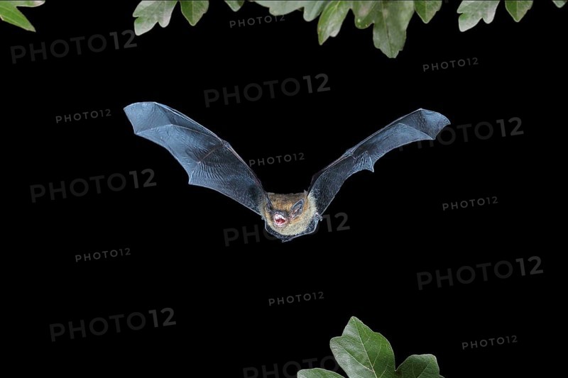 Common pipistrelle