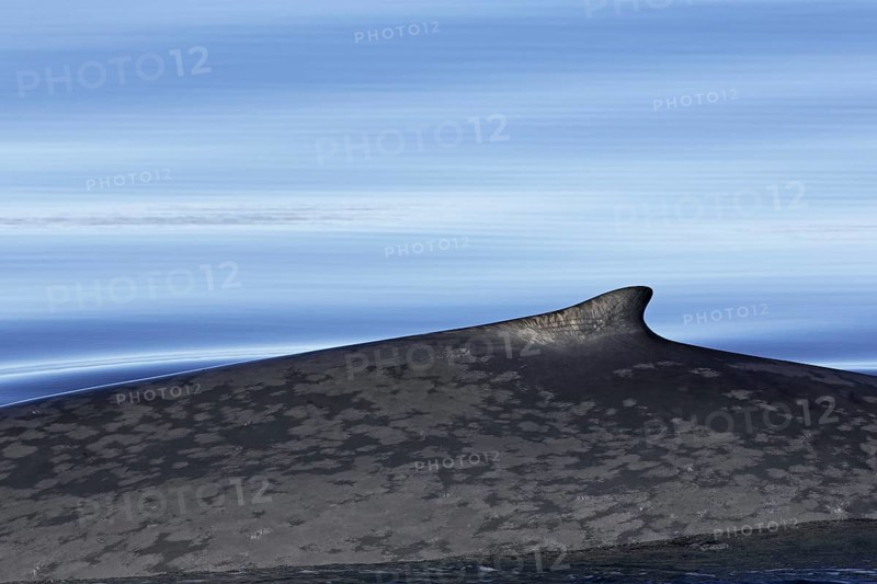 Blue whale