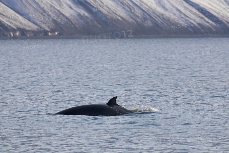 Northern minke whale