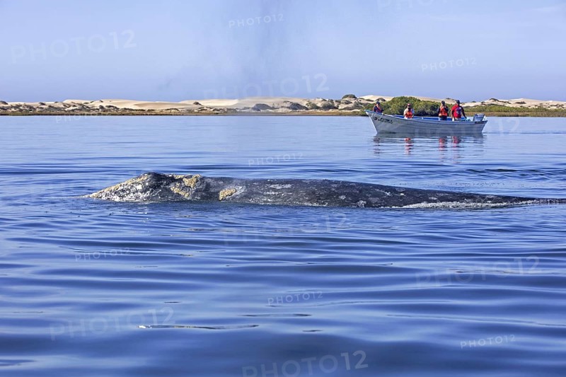 Tourists in tourist boat watching Pacific gray whale