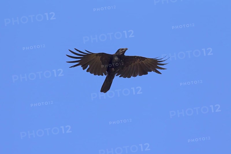 Carrion crow