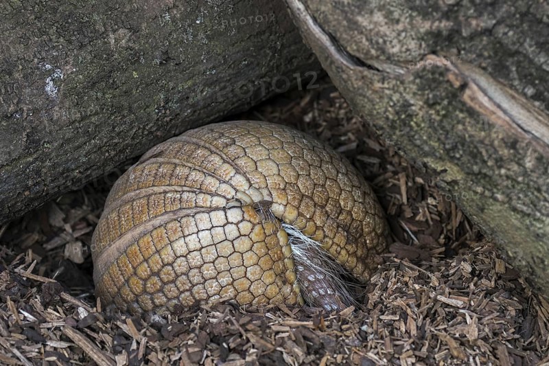Southern three-banded armadillo