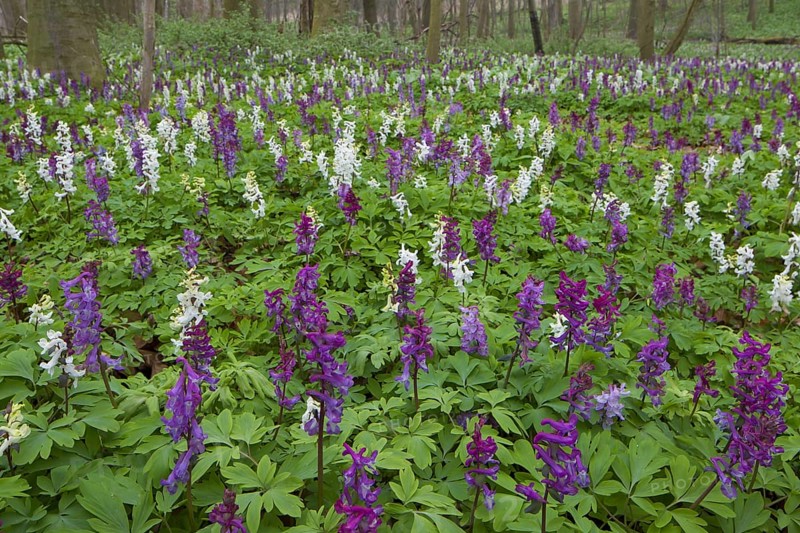 Bulbous Corydalis