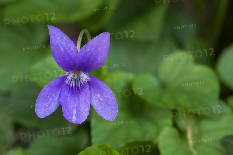 Wood violet