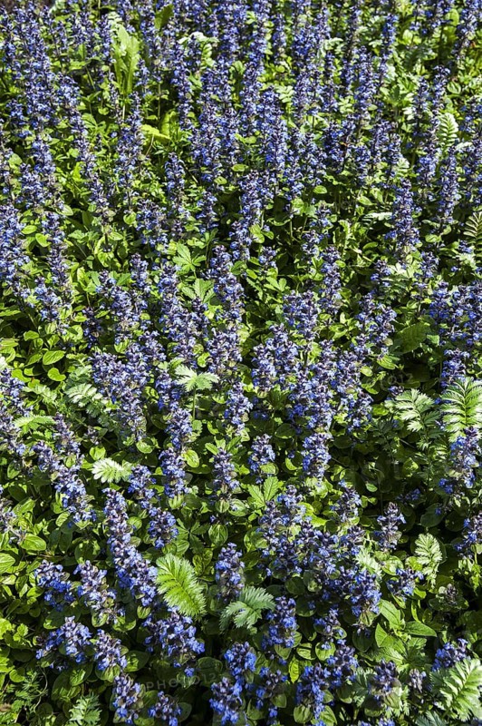 Blue bugle