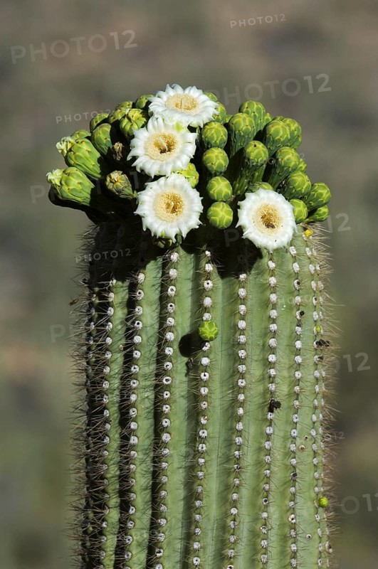 Saguaro