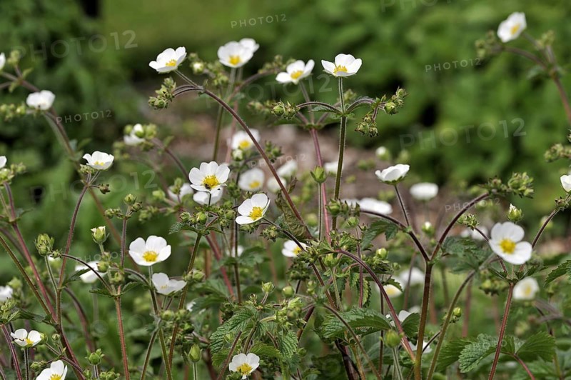 Rock cinquefoil