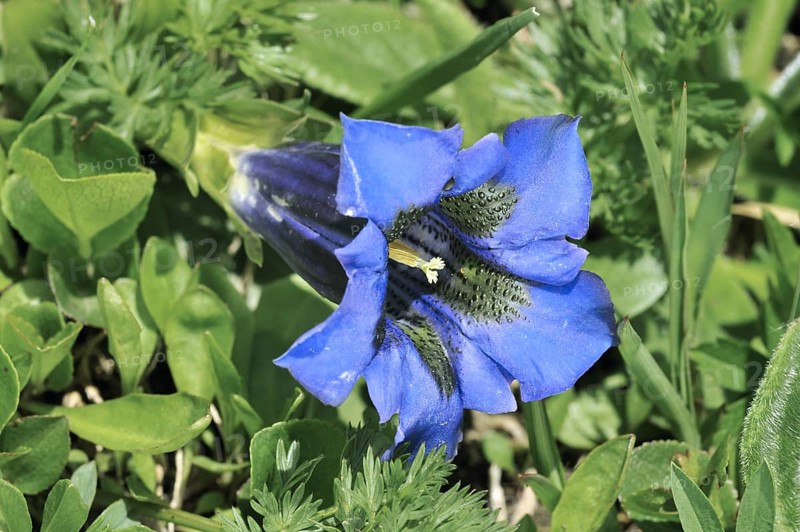 Stemless gentian