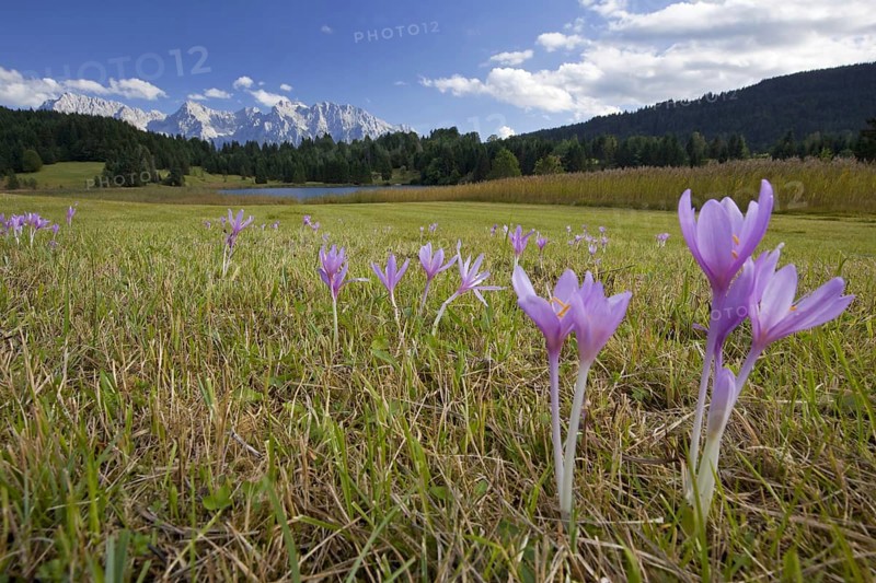 Spring crocuses