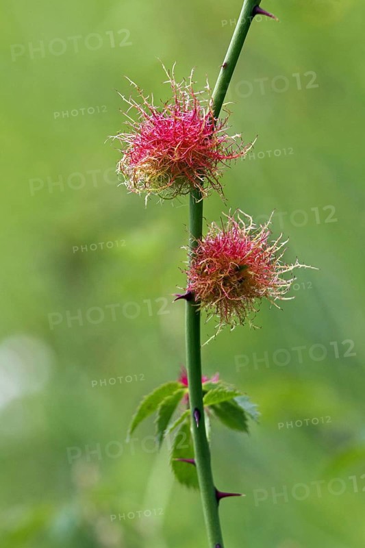 Rose bedeguar gall