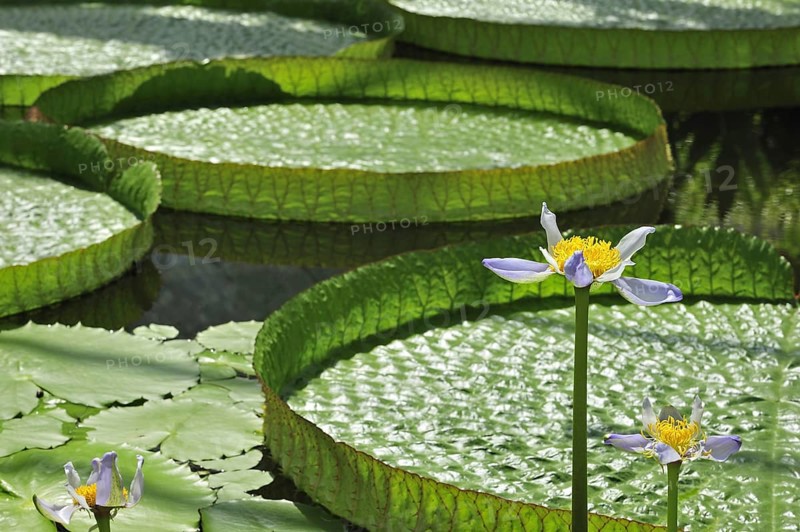 Australian water lily