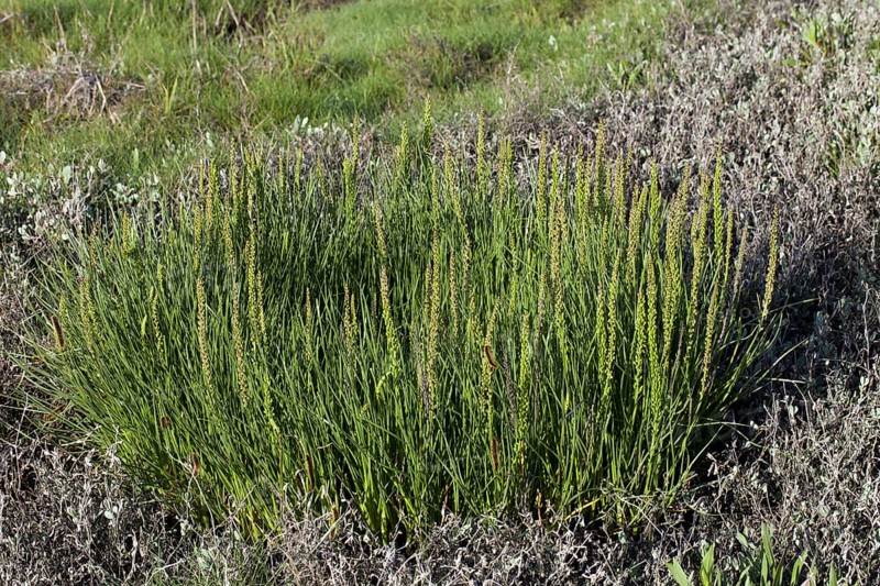 Sea arrowgrass