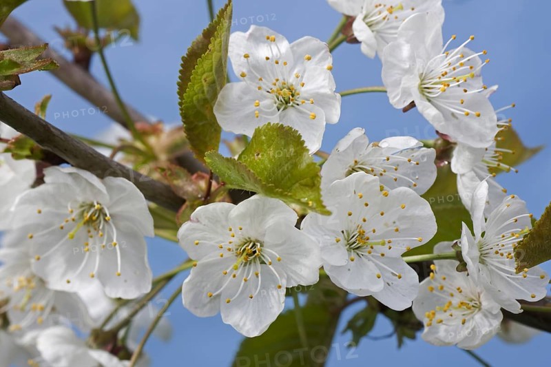 Wild cherry