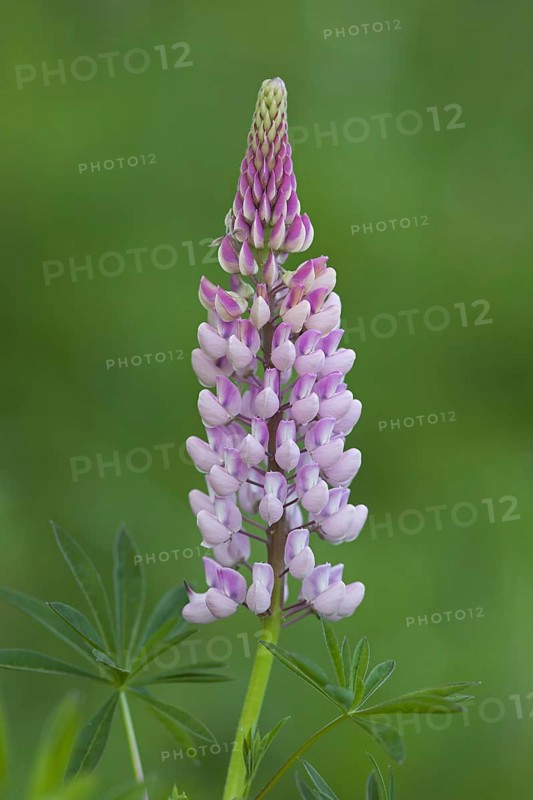 Large-leaved