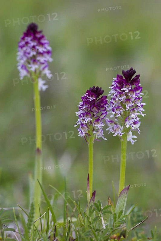 Burnt orchids