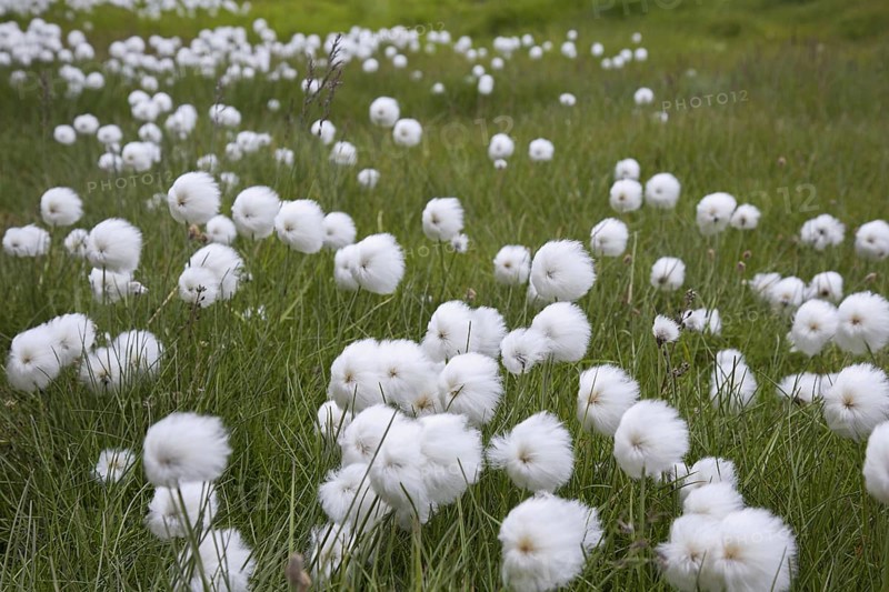 Polar White Cottongrass