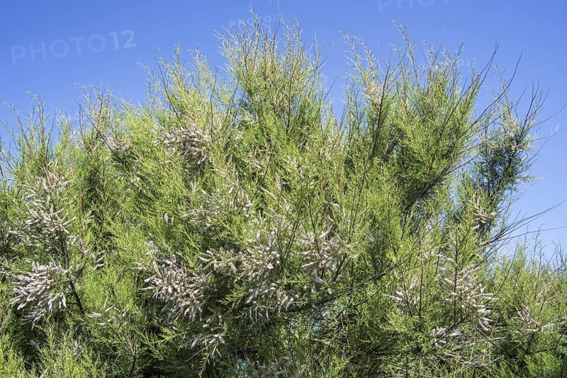African tamarisk