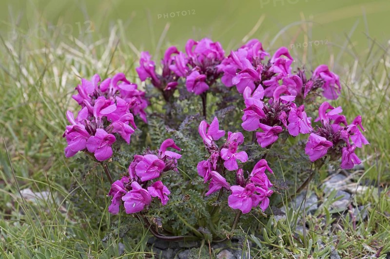 Long-nosed lousewort