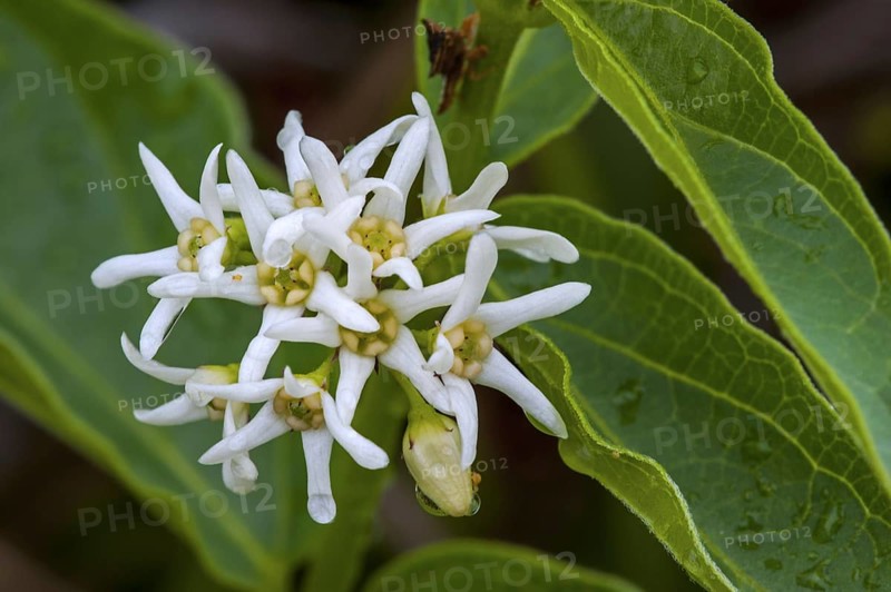 White swallow-wort