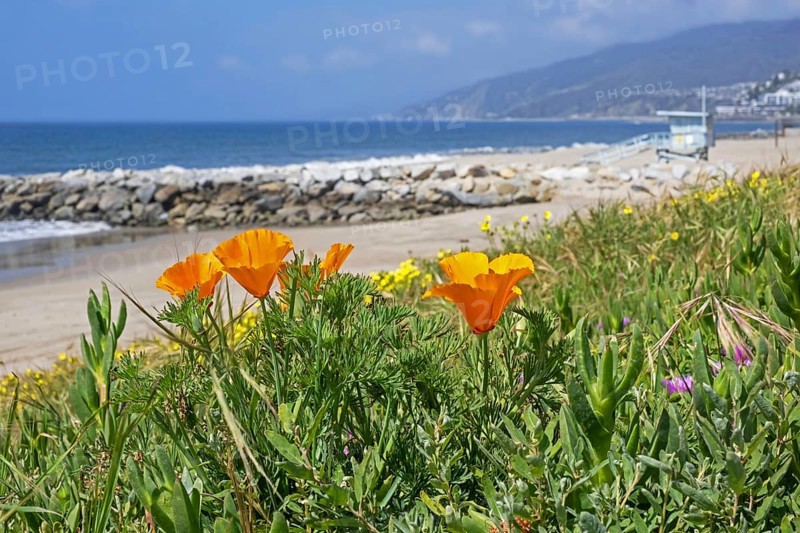 California poppies
