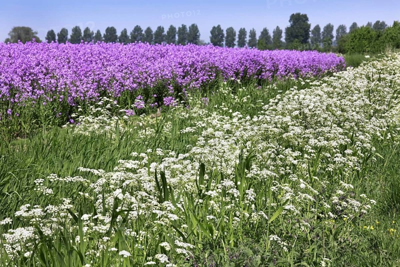 Perennial Honesty