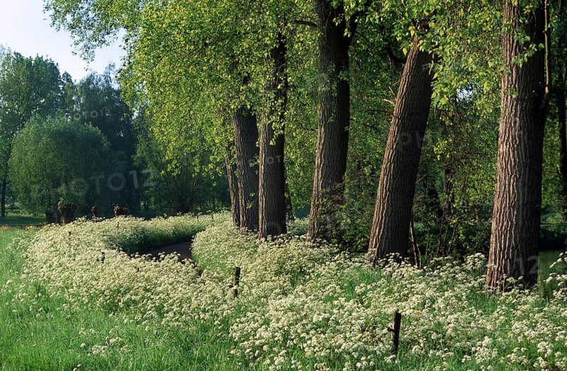 Rural landscape with poplars and cow Parsley