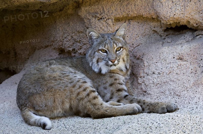 Bobcat