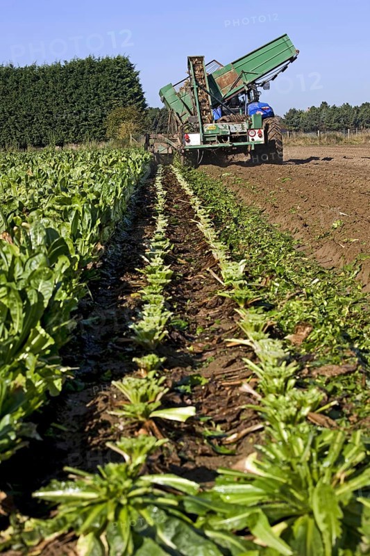 Field with cultivated chicory plants being raised by tractor with harvester