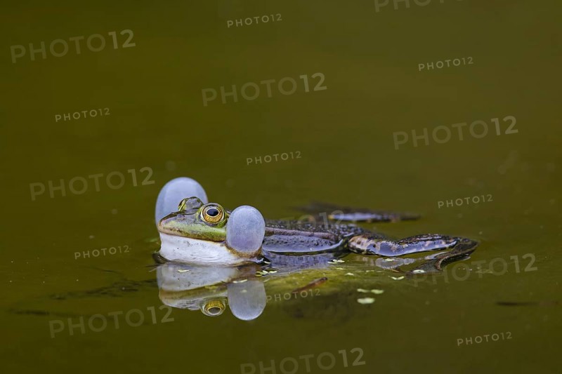 European edible frog