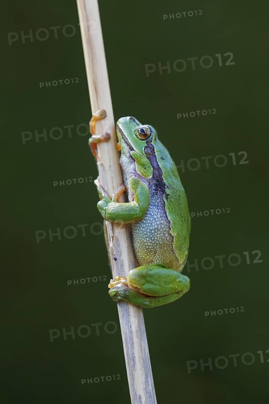 European tree frog
