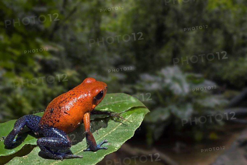 Blue jeans colour morph of strawberry poison frog