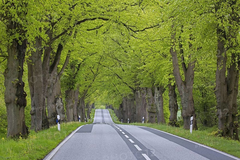 Empty road lined with silver linden