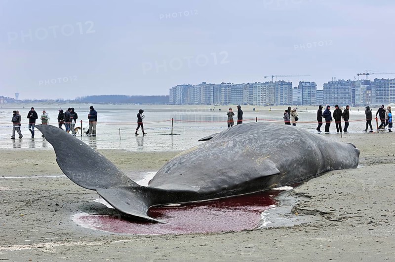 Stranded sperm whale