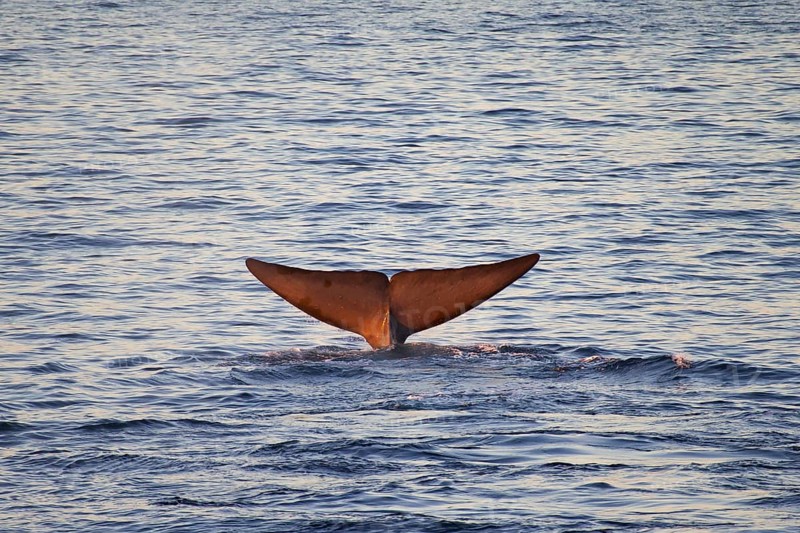 Blue whale