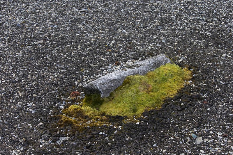 Discarded bone of bowhead whale