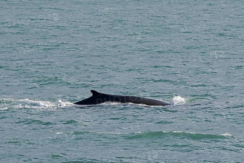 Fin whale