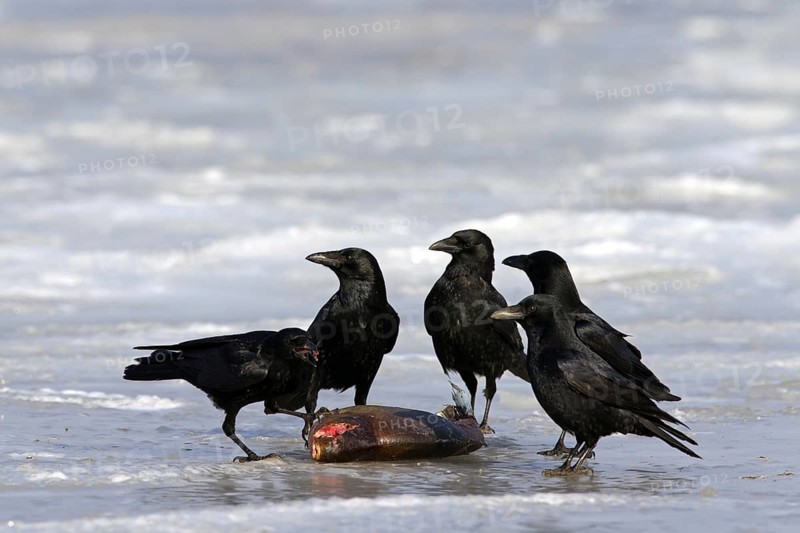 Carrion crows