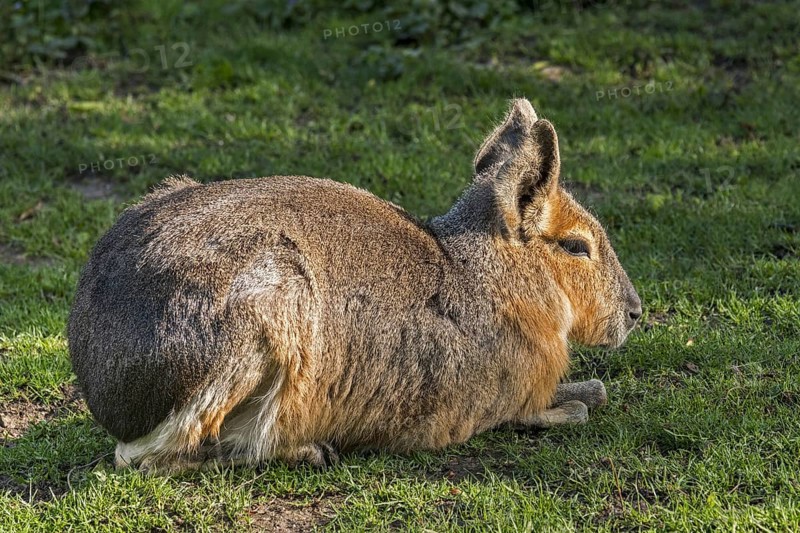 Patagonian mara