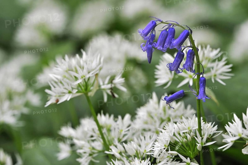 Wild garlic