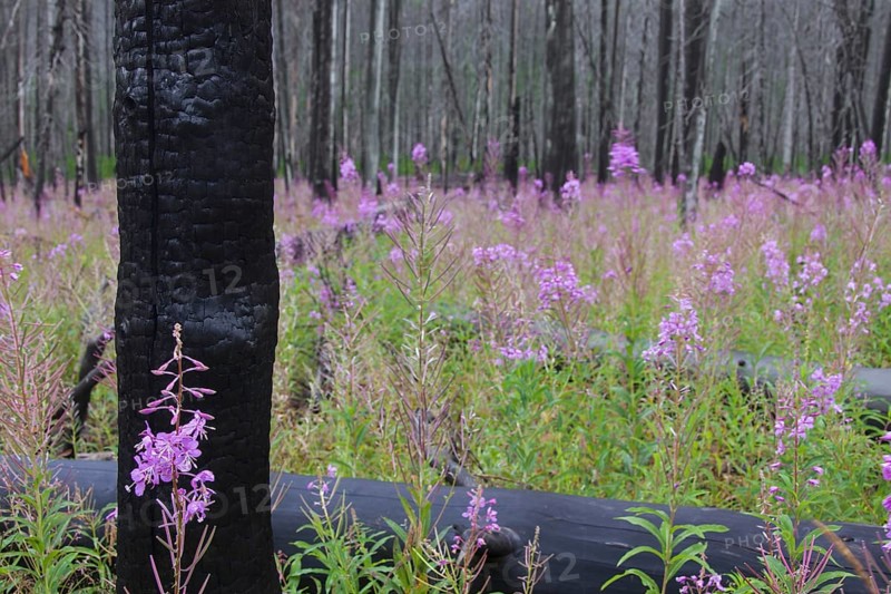 Fireweed