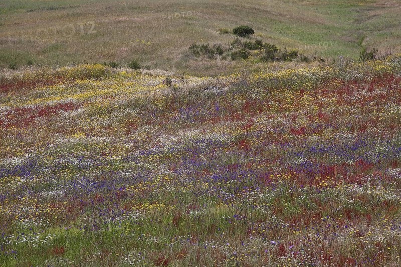 Colourful wildflowers on the steppe near Castro Verde