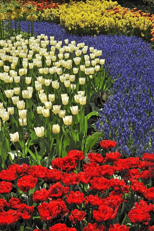 Flowerbed with colourful tulips