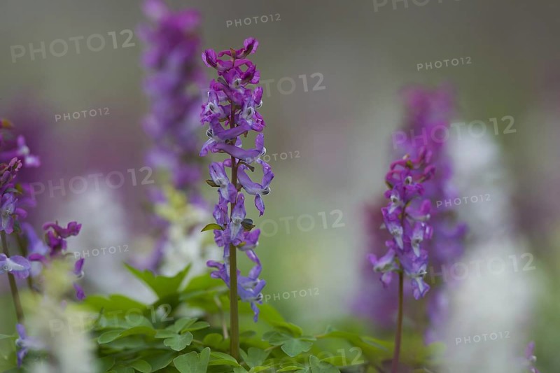 Bulbous Corydalis