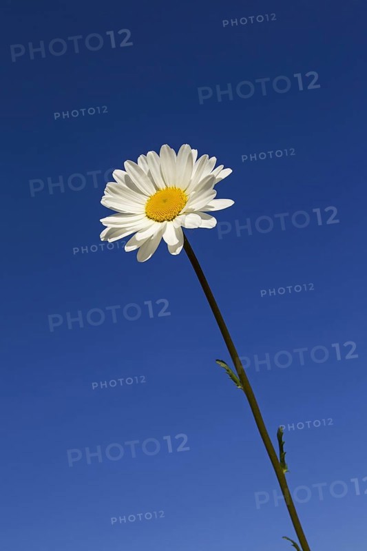 Ox-eye daisy