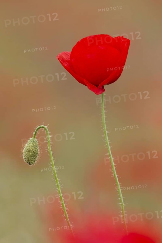 Common poppy