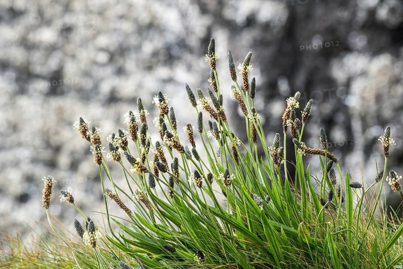 English plantain
