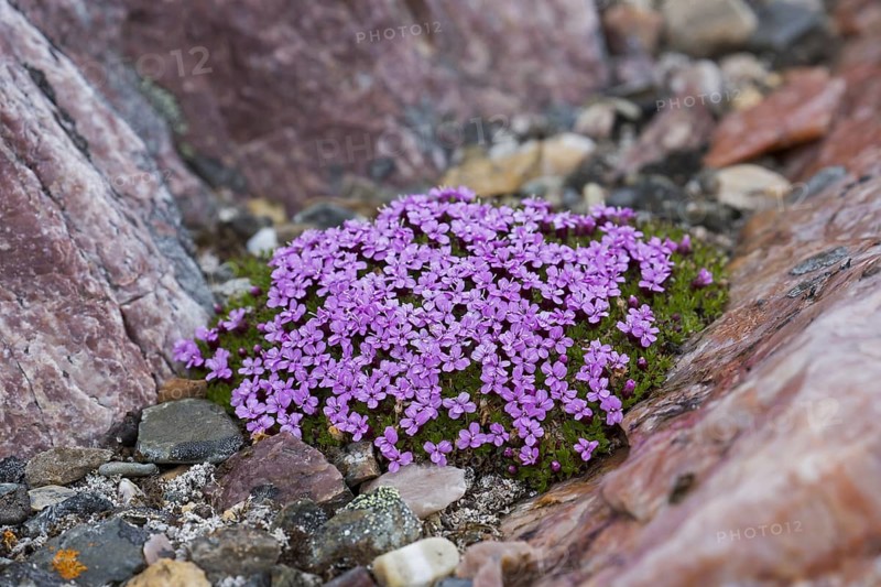 Moss campion