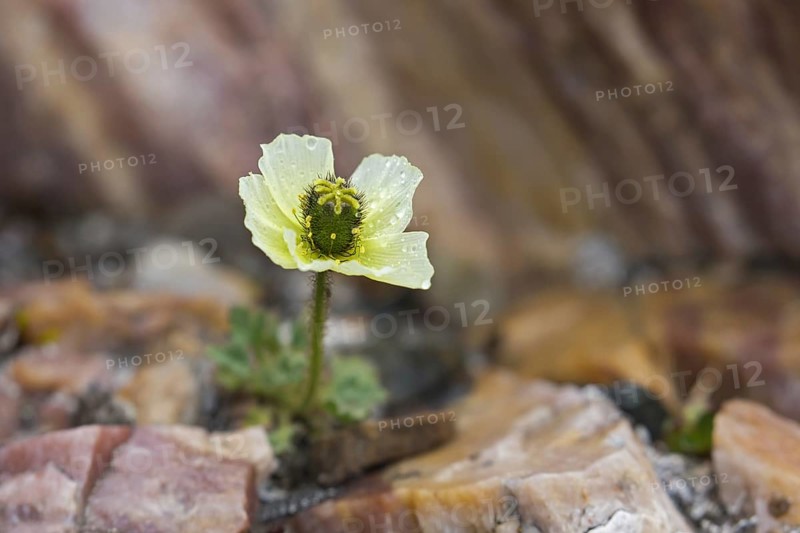 Svalbard poppy