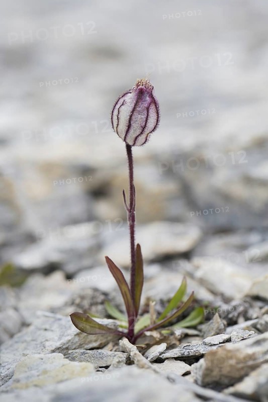 Polar campion