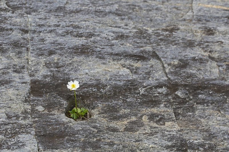 Alpine crowfoot